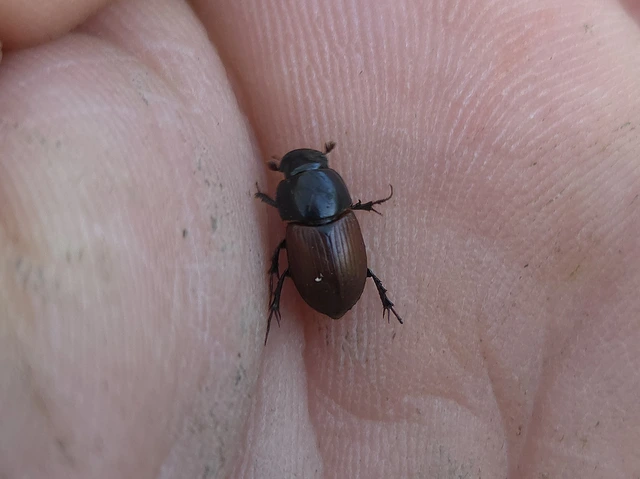 Aphodius depressus - lapos trágyabogár