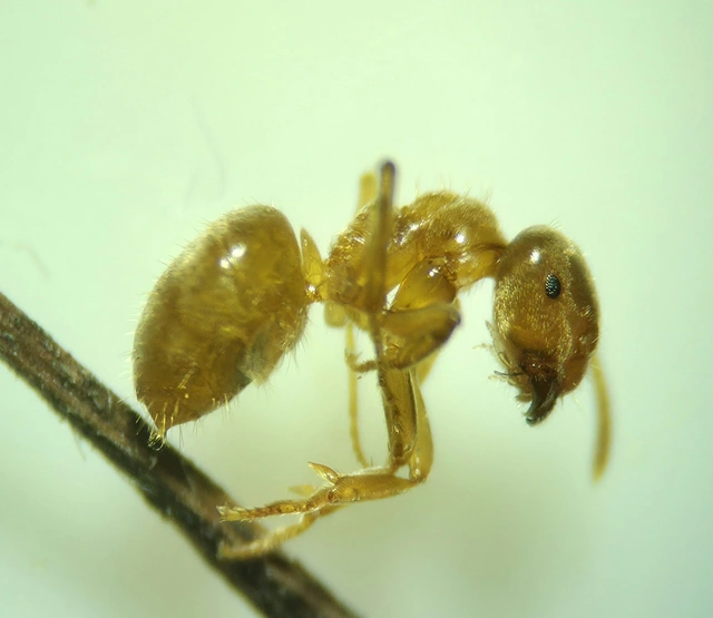 Lasius flavus - gyakori borostyánhangya