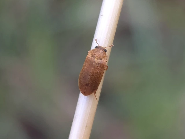 Byturus ochraceus - gyömbérgyökérbogár