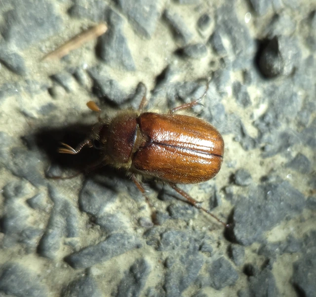 Holochelus vernus - tavaszi cserebogár