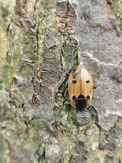 Dendroxena quadrimaculata - négypettyes dögbogár