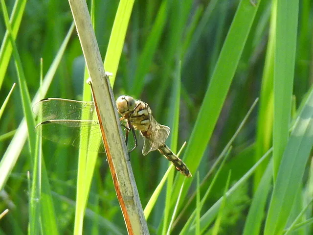 Orthetrum albistylum - fehérfarkú pásztorszitakötő