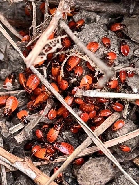 Pyrrhocoris apterus - verőköltő poloska