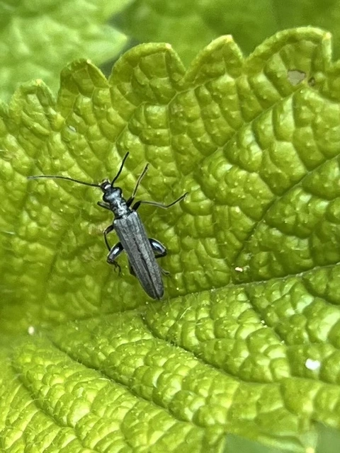 Oedemera