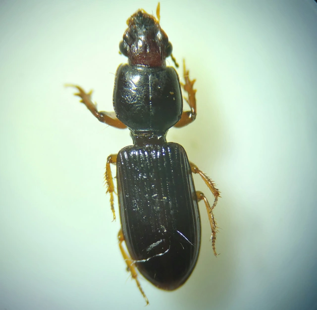 Clivina fossor - egyszínű vakondfutó
