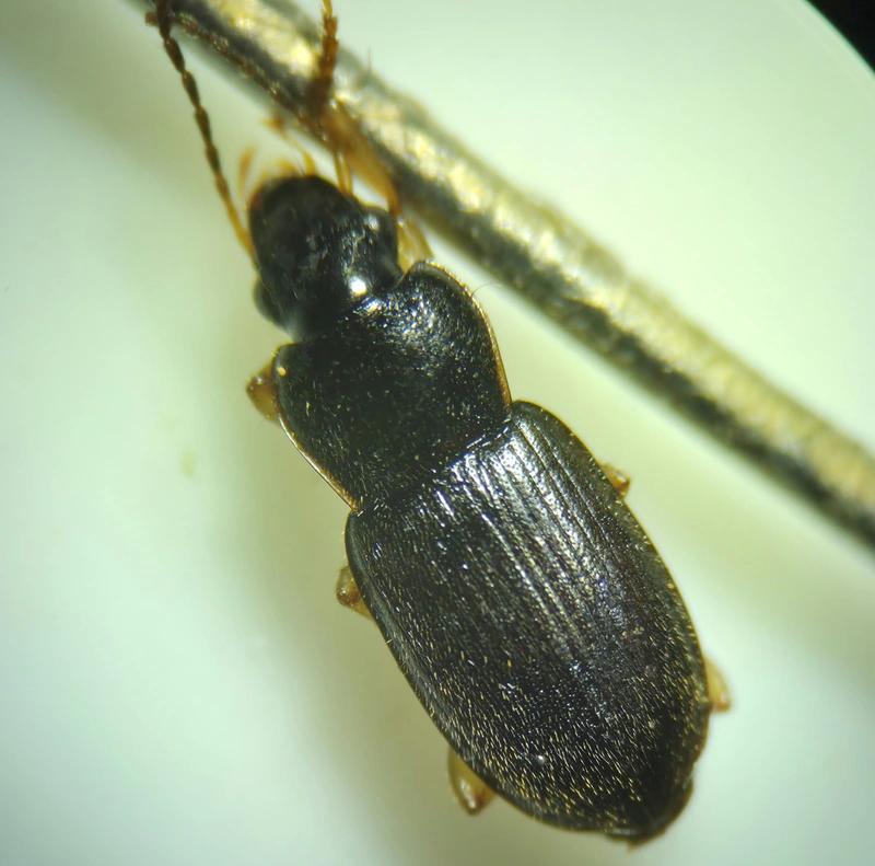 Parophonus dejeani - feketés molyhosfutó