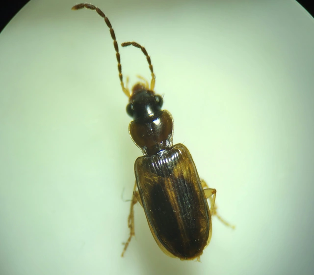Anthracus consputus - nyerges kisdedfutó
