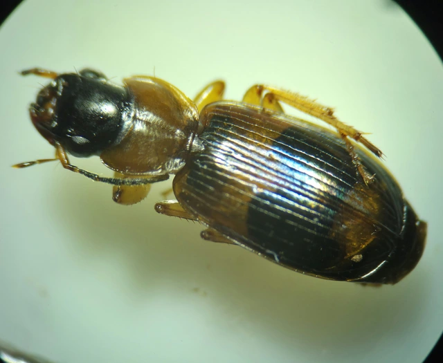 Badister unipustulatus - nagy posványfutonc