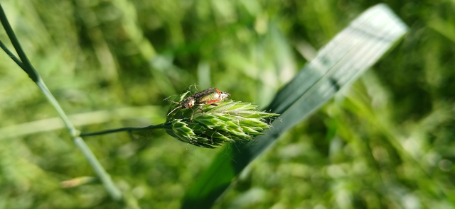 Melyridae - sziklaibogár-félék