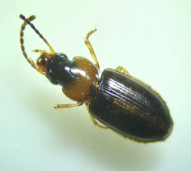 Stenolophus