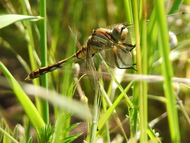 Orthetrum albistylum - fehérfarkú pásztorszitakötő
