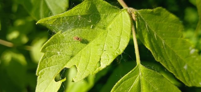 Nigma flavescens - vöröslő hamvaspók