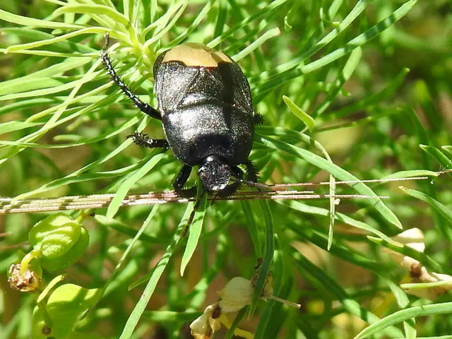 Cydnus aterrimus - nagy földipoloska