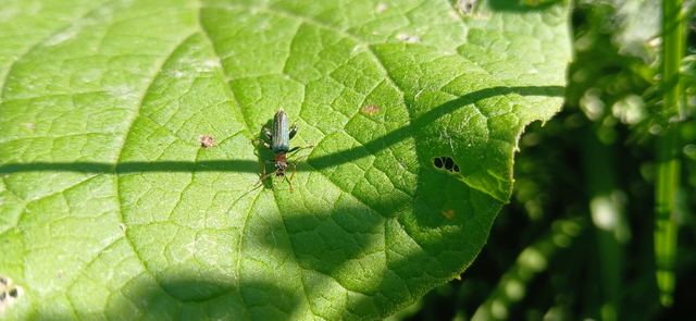 Oedemera croceicollis - pirostorú álcincér