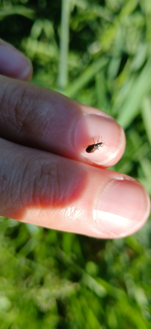 Phyllobius oblongus - közönséges levélormányos