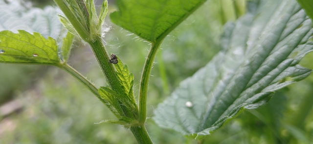 Nedyus quadrimaculatus - közönséges csalánormányos