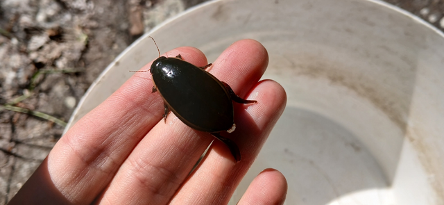 Cybister lateralimarginalis - nagy búvárbogár