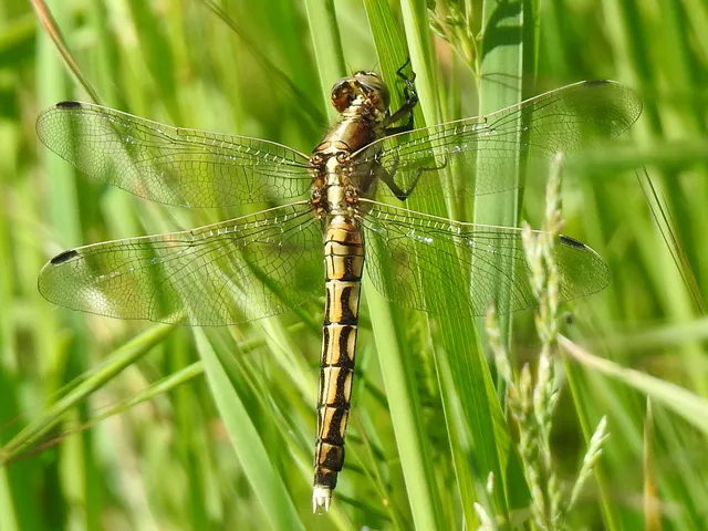 Orthetrum albistylum - fehérfarkú pásztorszitakötő