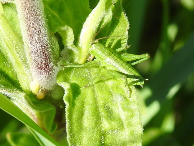 Tettigonia