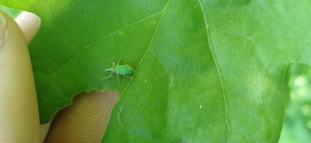 Polydrusus formosus - selymes lombormányos