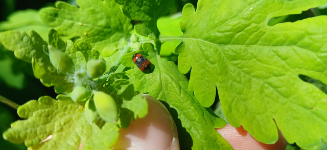Penthimia nigra - fekete kabóca Penthimia nigra - fekete kabóca