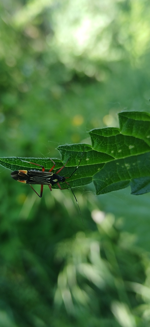 Miris striatus - sávos mezeipoloska