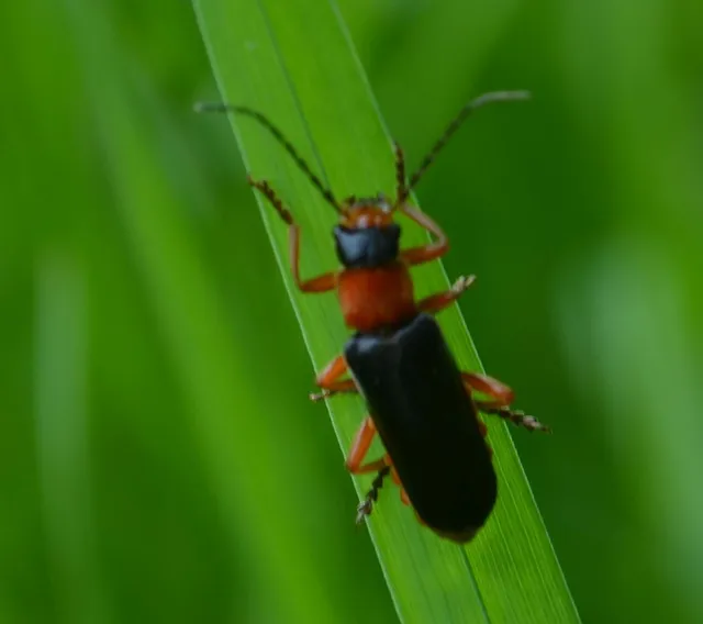 Cordicantharis longicollis