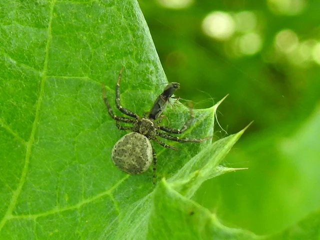 Xysticus