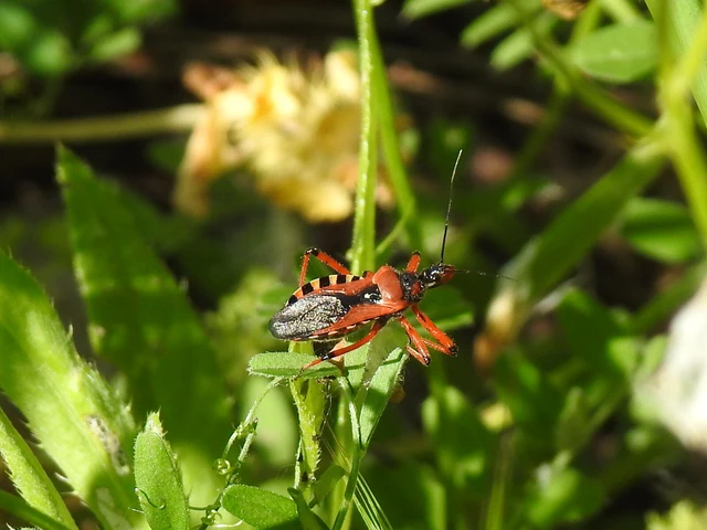 Rhynocoris iracundus - közönséges gyilkospoloska