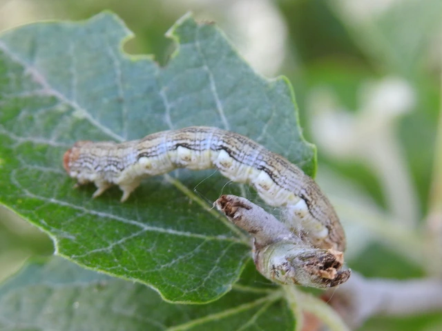 Erannis defoliaria - nagy téliaraszoló