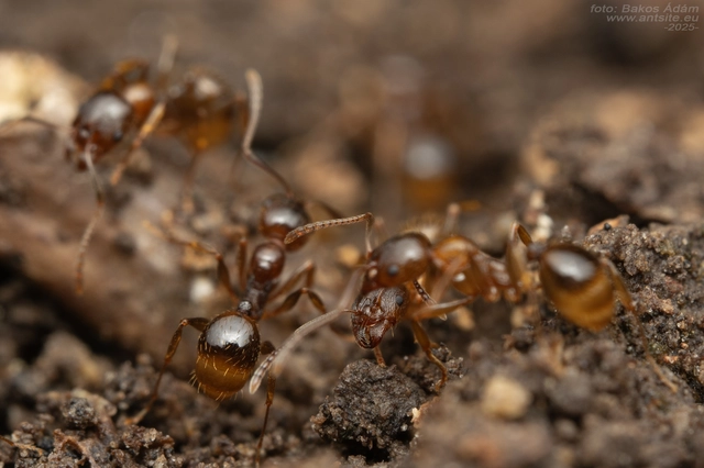 Aphaenogaster subterranea - vörös karcsúhangya