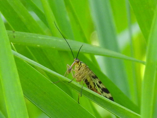 Panorpa vulgaris