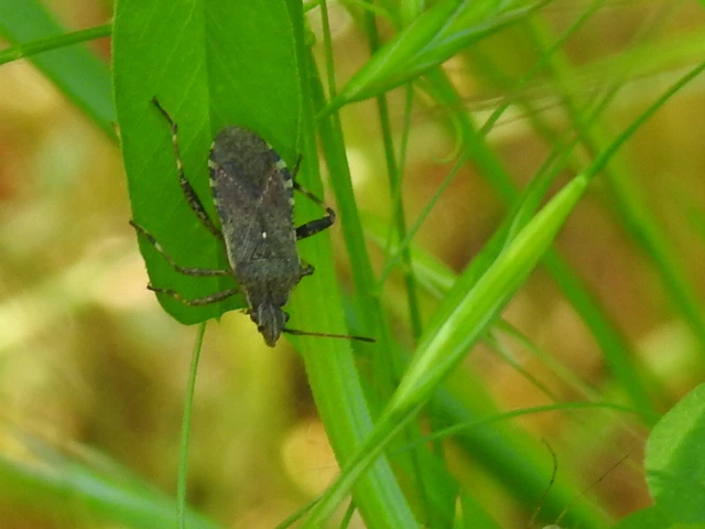 Ceraleptus gracilicornis - tüskéslábú karimáspoloska