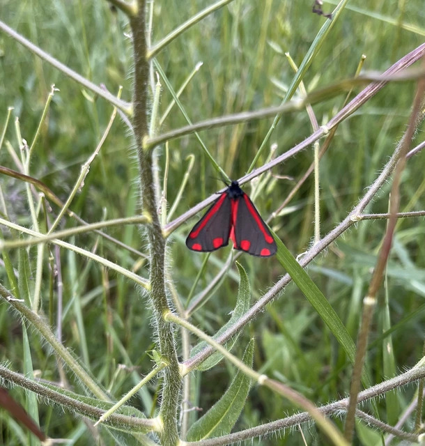 Tyria jacobaeae - jakabfű-medvelepke