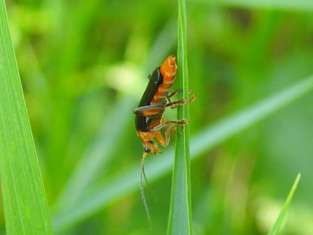 Cantharis livida - mezei lágybogár