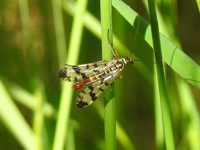 Panorpa communis/vulgaris