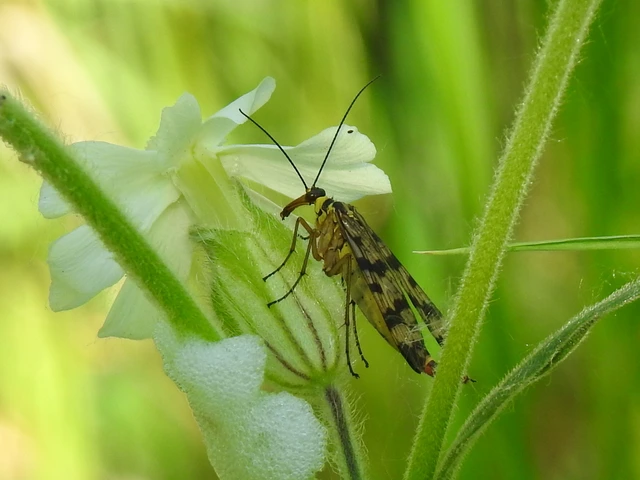 Panorpa vulgaris