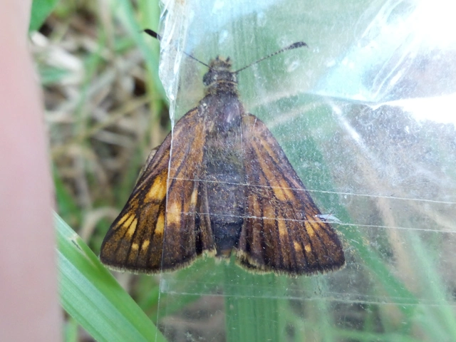 Ochlodes sylvanus - erdei busalepke