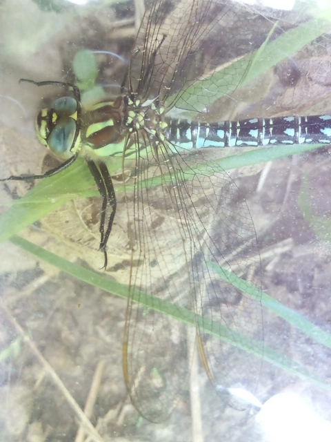 Brachytron pratense - szőrös karcsúacsa
