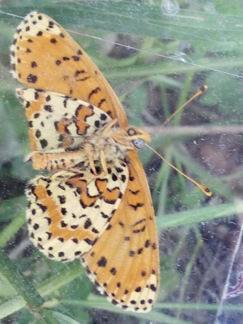 Melitaea didyma - tüzes tarkalepke