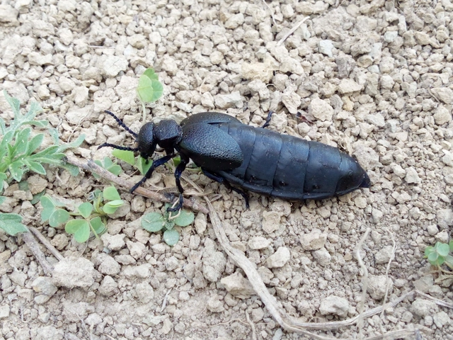 Meloe cicatricosus - óriásnünüke