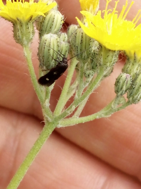 Parascythris muelleri - kétpettyes zöldmoly