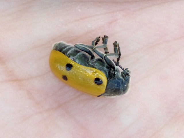 Lachnaia sexpunctata - szőrösnyakú zsákhordóbogár