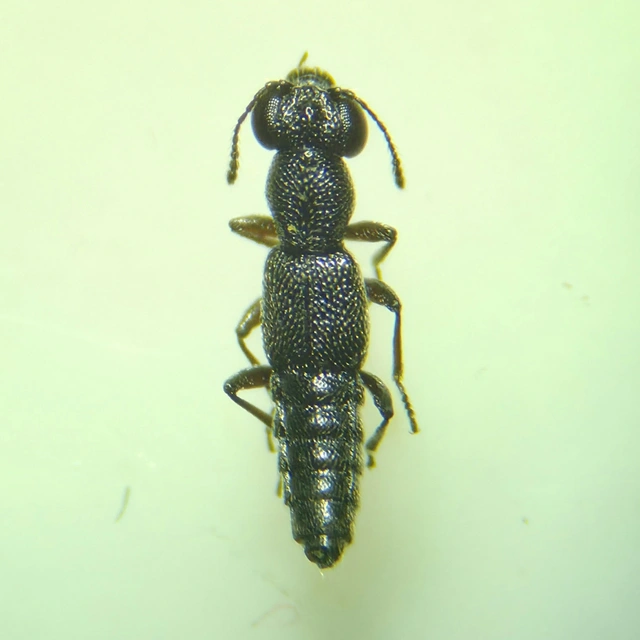 Stenus europaeus - kis szemesholyva