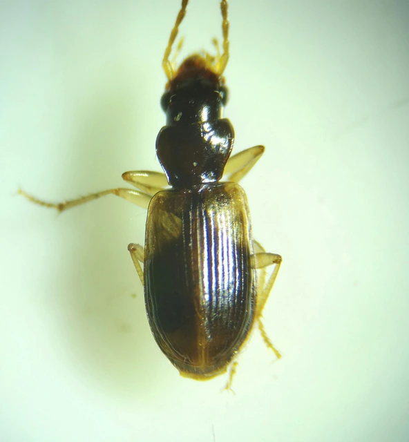 Anthracus longicornis - karcsú kisdedfutó