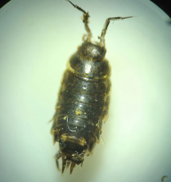 Isopoda - Ászkarákok