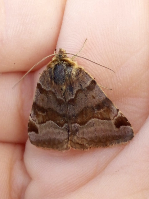 Euclidia glyphica - közönséges nappalibagoly