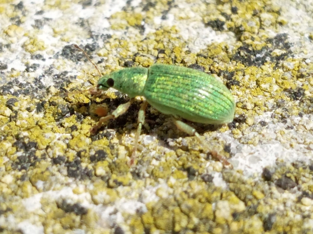 Polydrusus formosus - selymes lombormányos