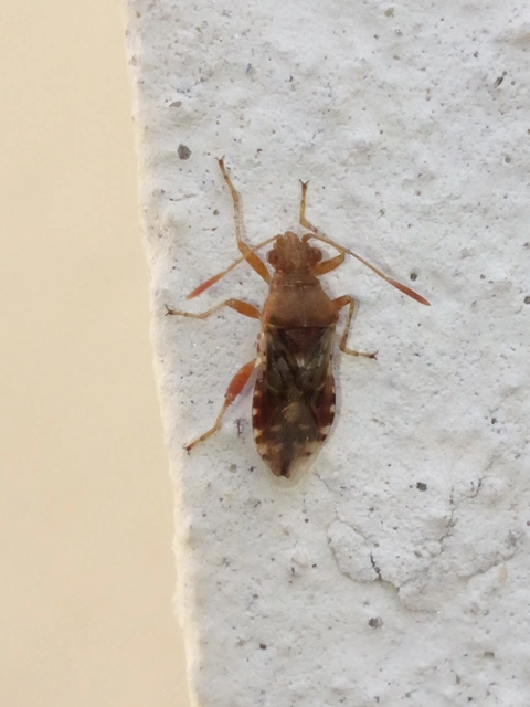 Rhopalidae - üvegpoloskák