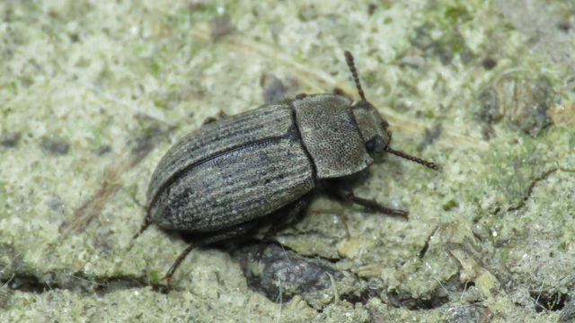 Gonocephalum granulatum pusillum Gonocephalum granulatum pusillum
